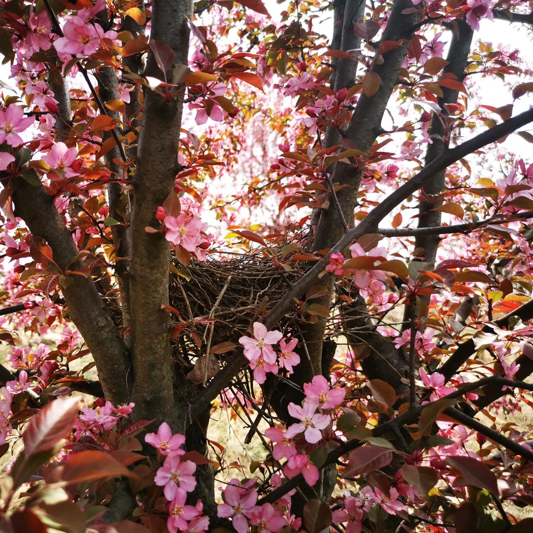 君不见黄河之水
