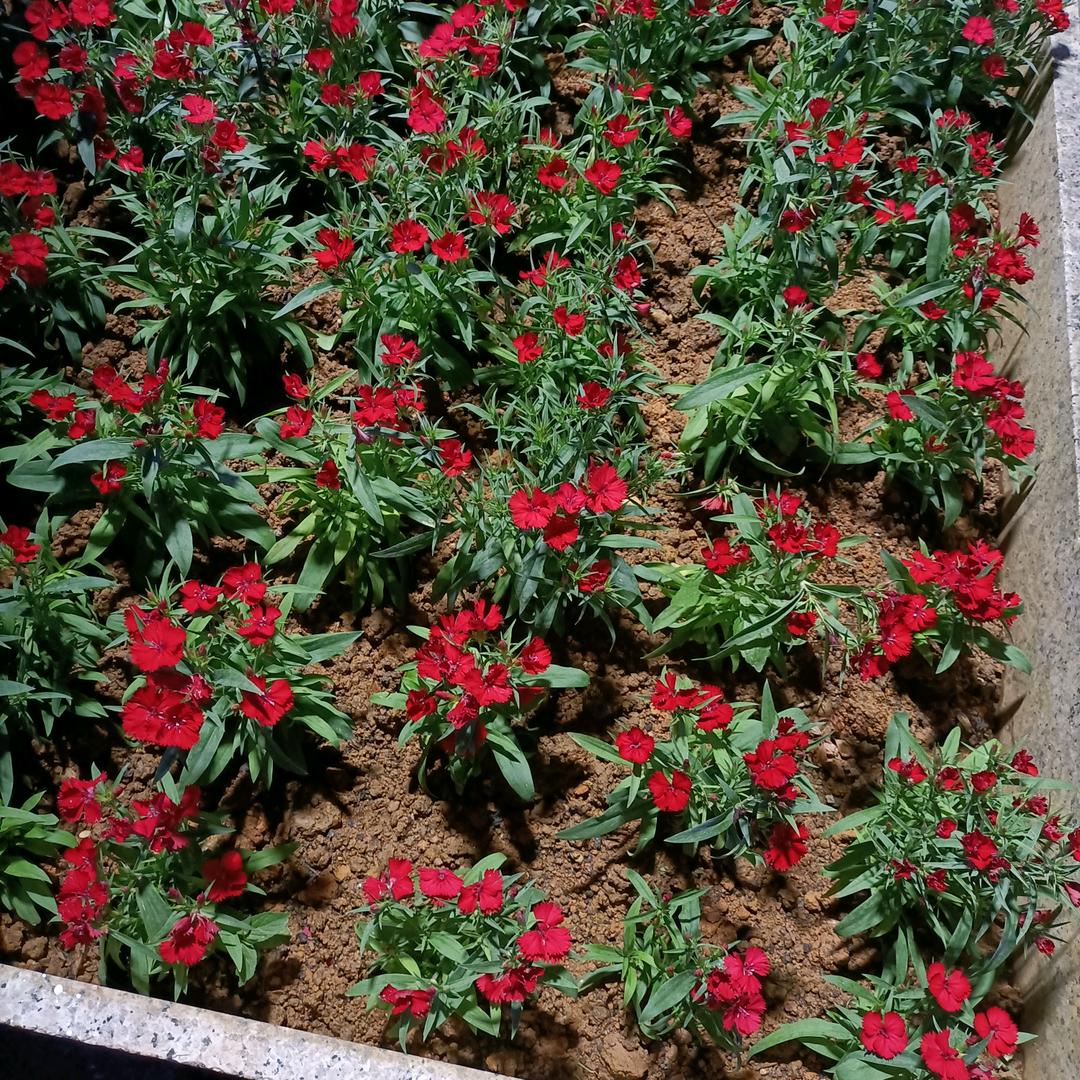 博白县双旺镇十九电器