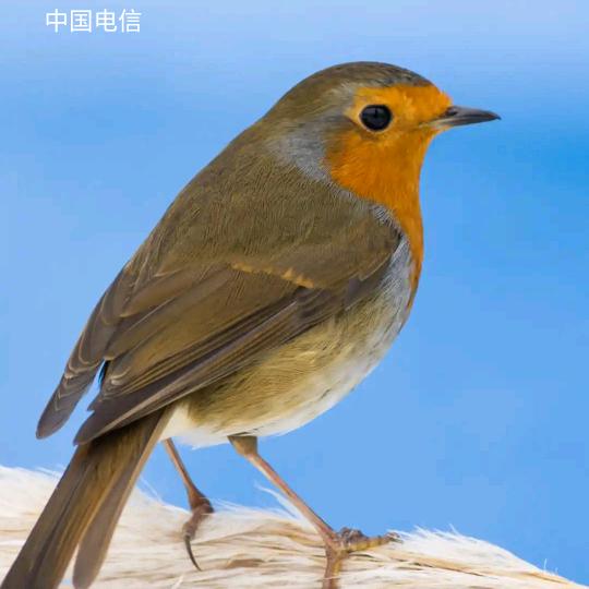 馆