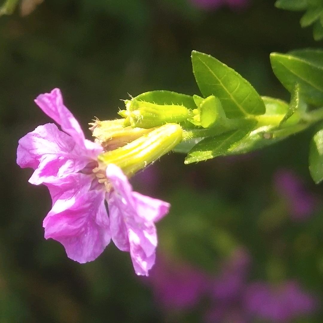 AA-