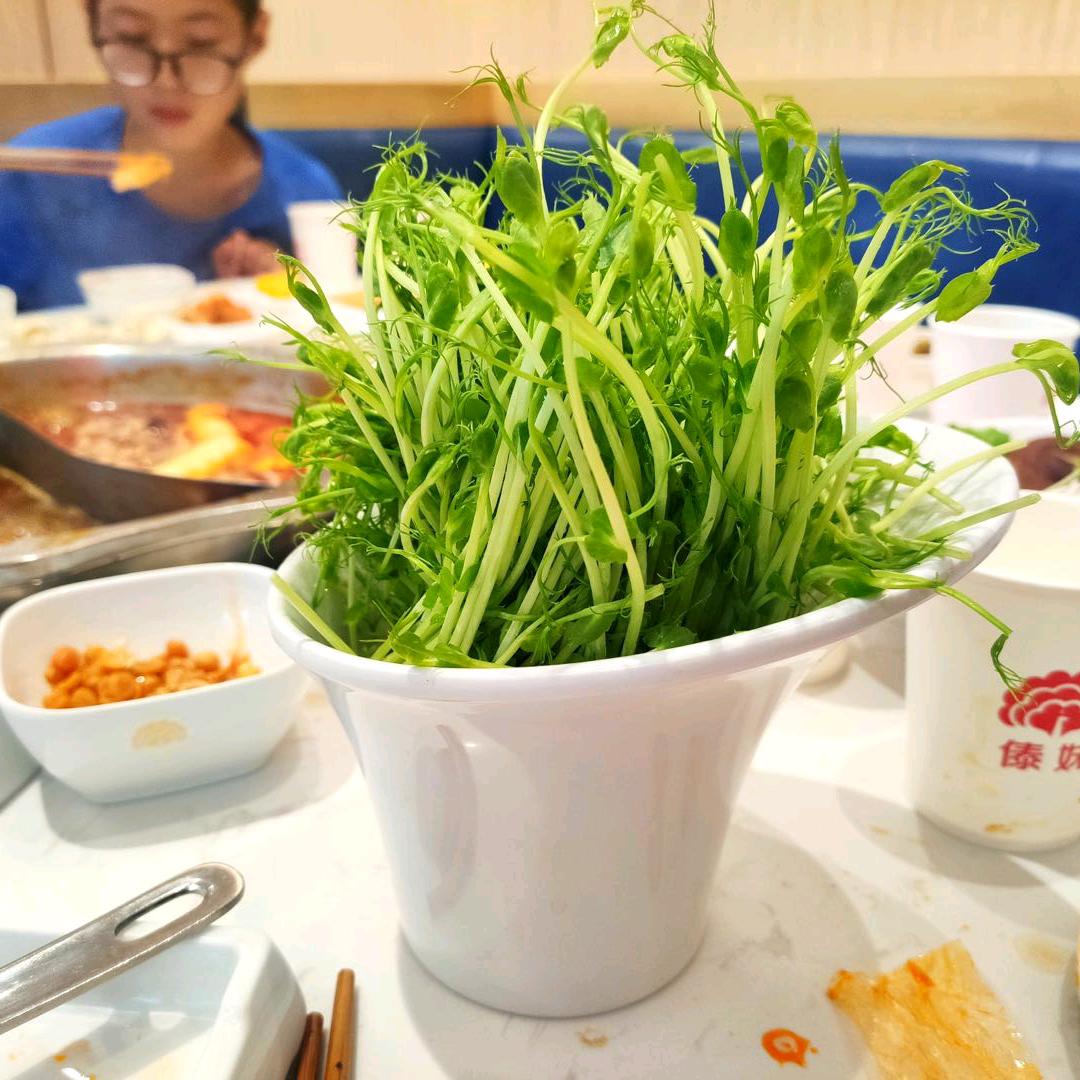 南农芽苗菜