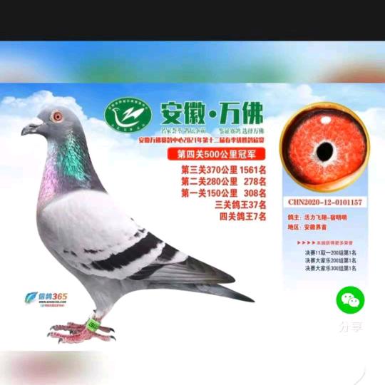 活力飞翔  -  宿明明