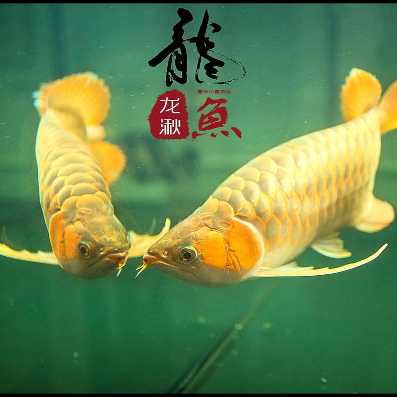 三兄弟胡辣汤“忠哥”（招收学徒）