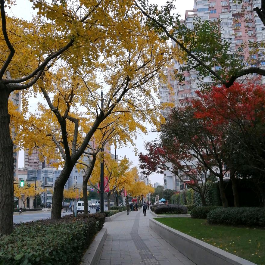 毛豆