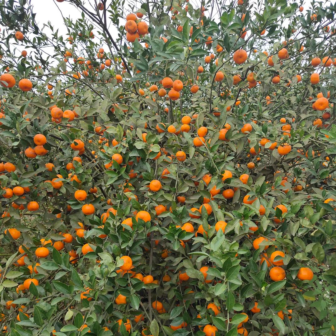 @春夏秋冬(请勿连赞)