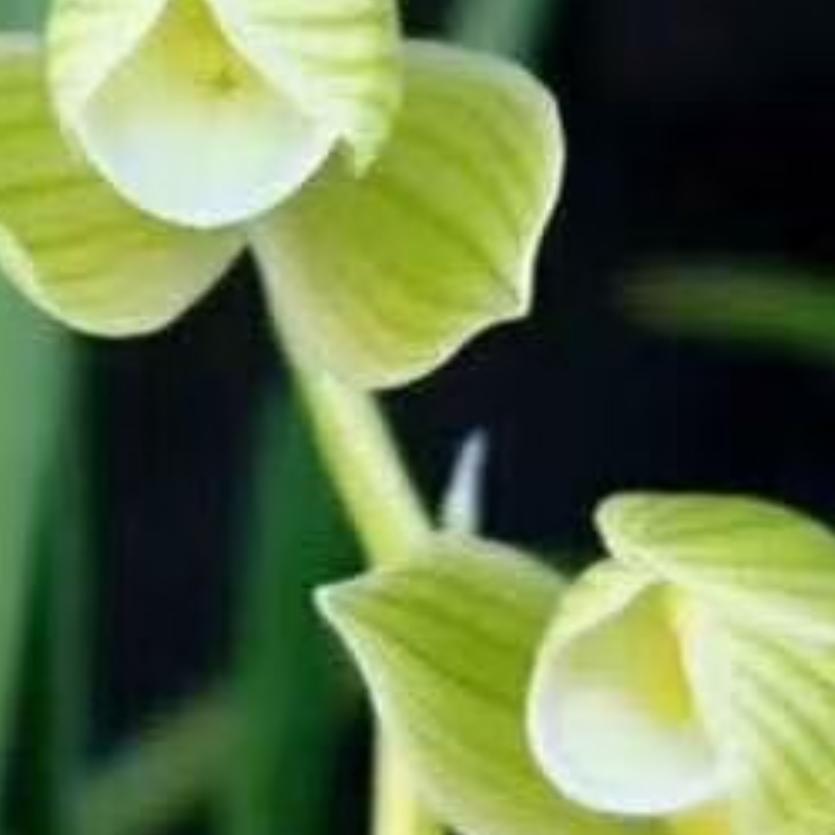 W祥哥！！生态！兰花养植场