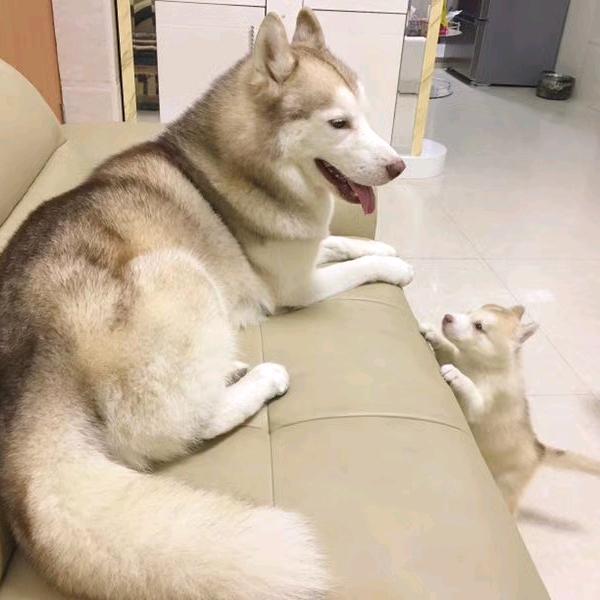 我的哈士奇叫Sylar