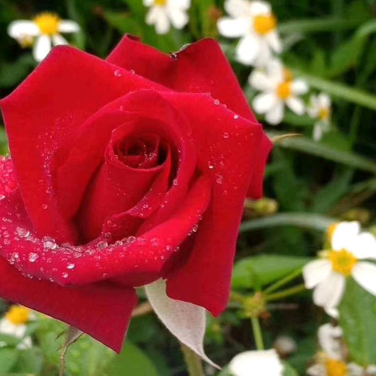 湄洲岛女爱爱批发海鲜！