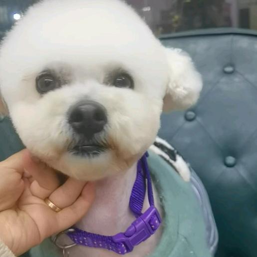 狗痴
