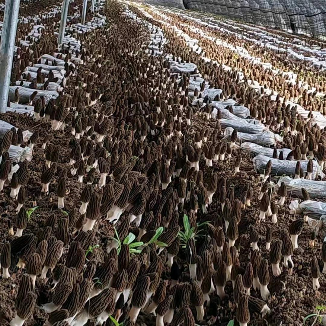 《豫川菌业》大量收购羊肚菌