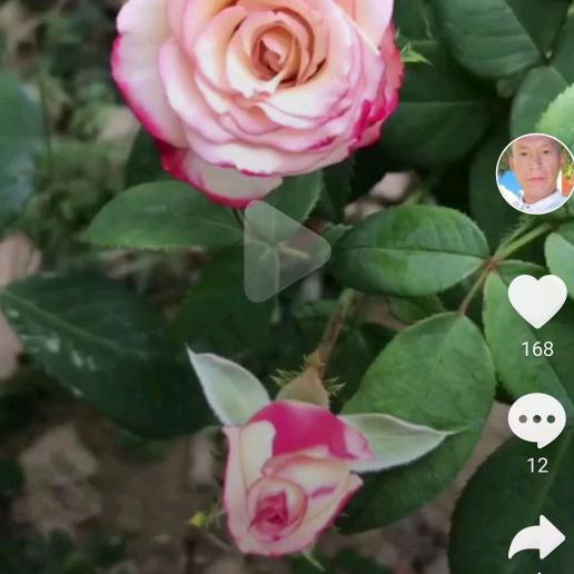 坚强的人。快快乐乐过好美一天