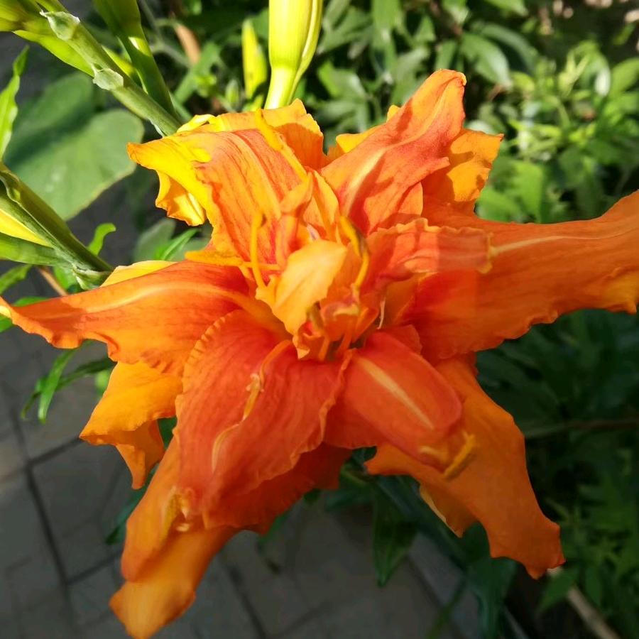 薇薇花草蕴芬芳