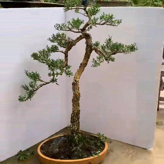 心无佛
