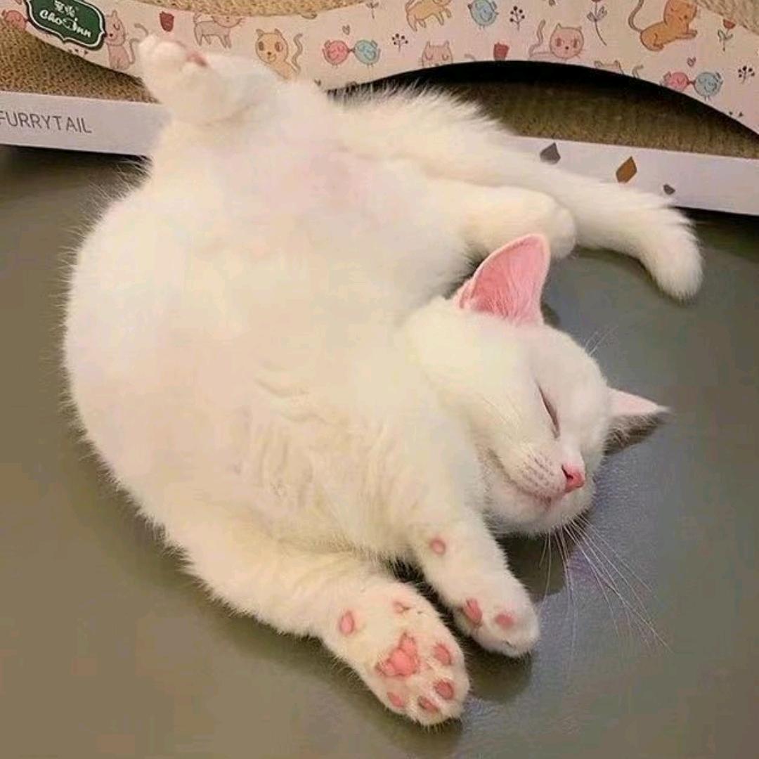 雪茶