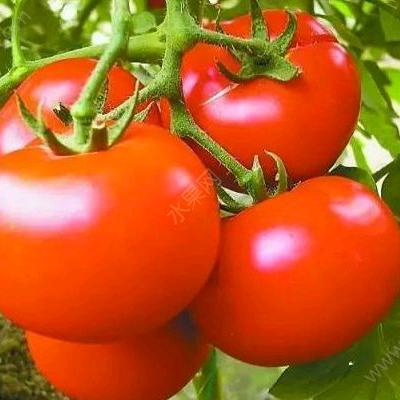 溪口山里佬烤鸭&吴小虎