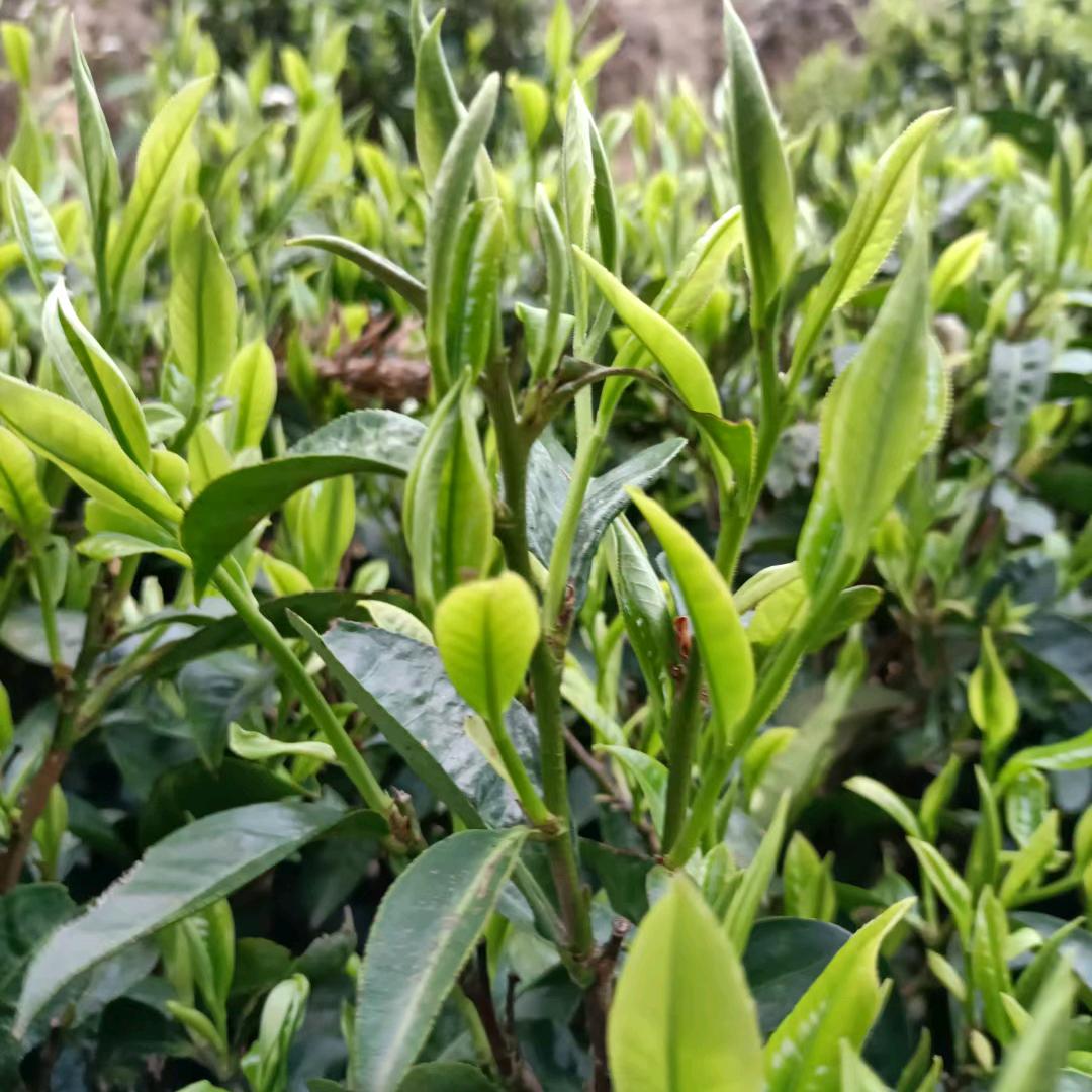 凤庆旭日广告