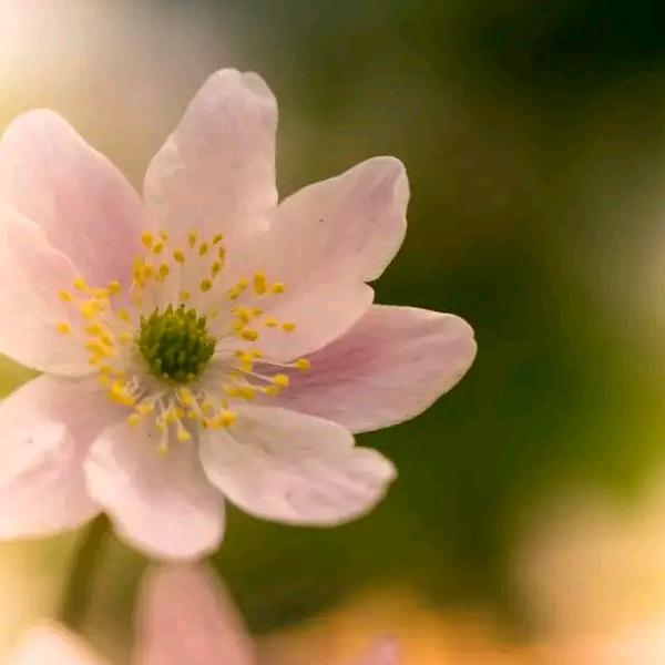 雪花