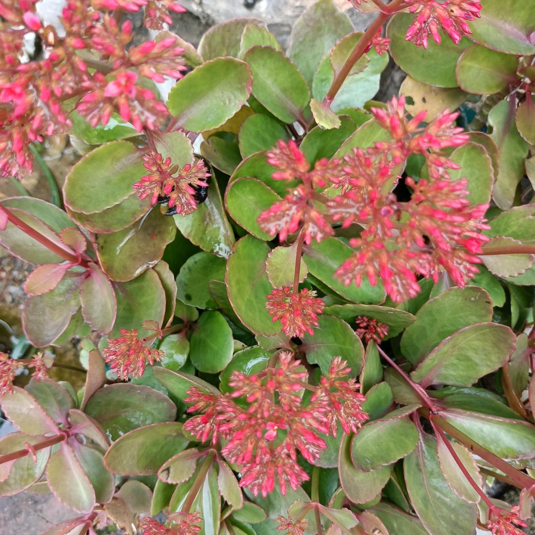 金银花