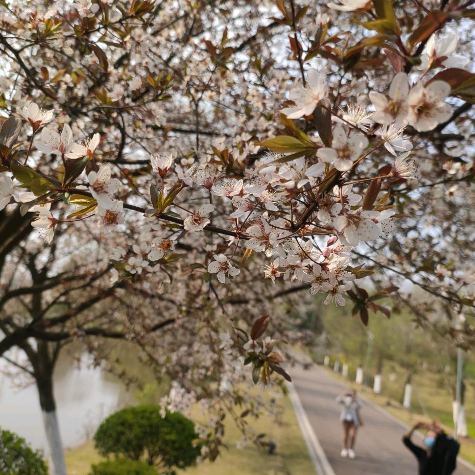 木为楠（三角洲行动）