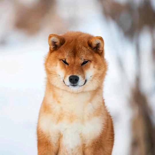 漳州精品多头铁树直销