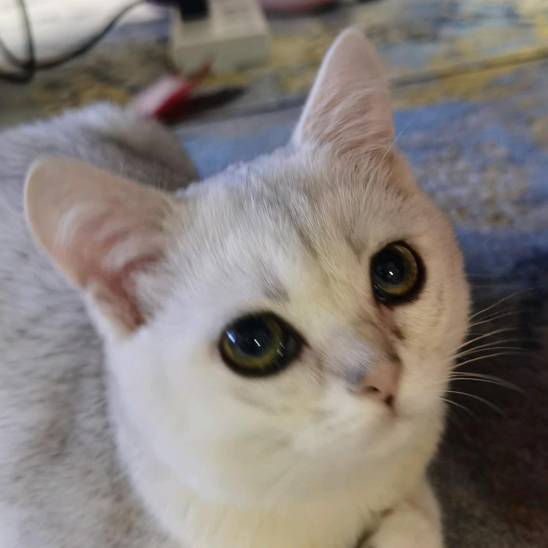 我是一只喵