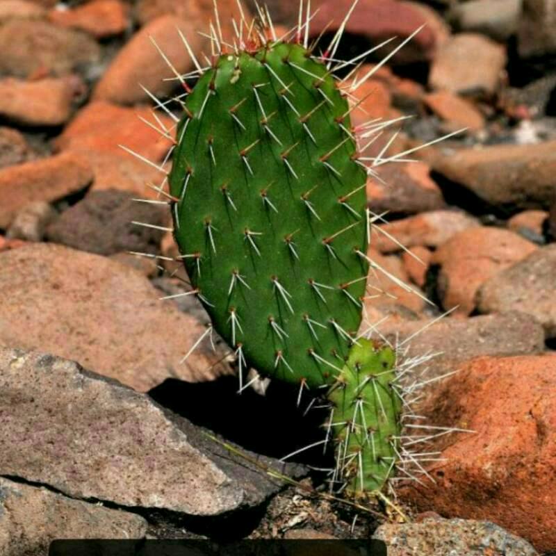 名字正在输入中…………