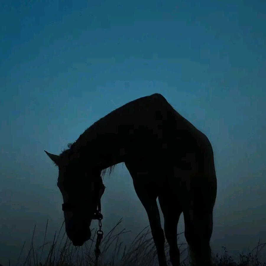 Dop• 私人高端定制