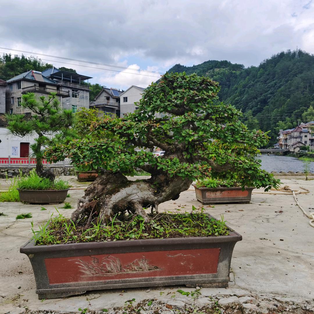 忆源盆景1号院