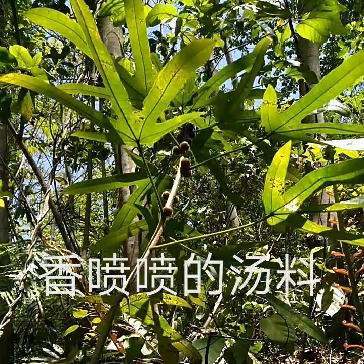 一笑倾城