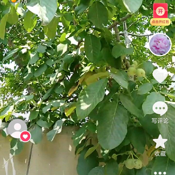 用户牡丹