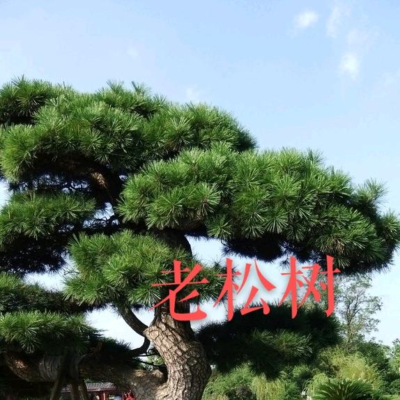 老松树19581001