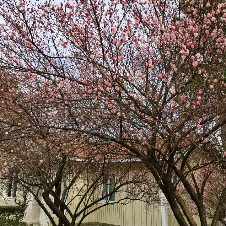 花蕊的芬芳