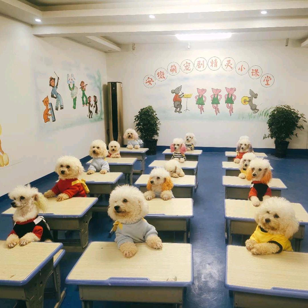 萌宠训练营（萌宠剧）@抖音