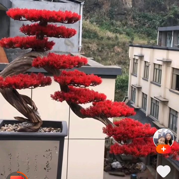徐平﹤磁器口﹥