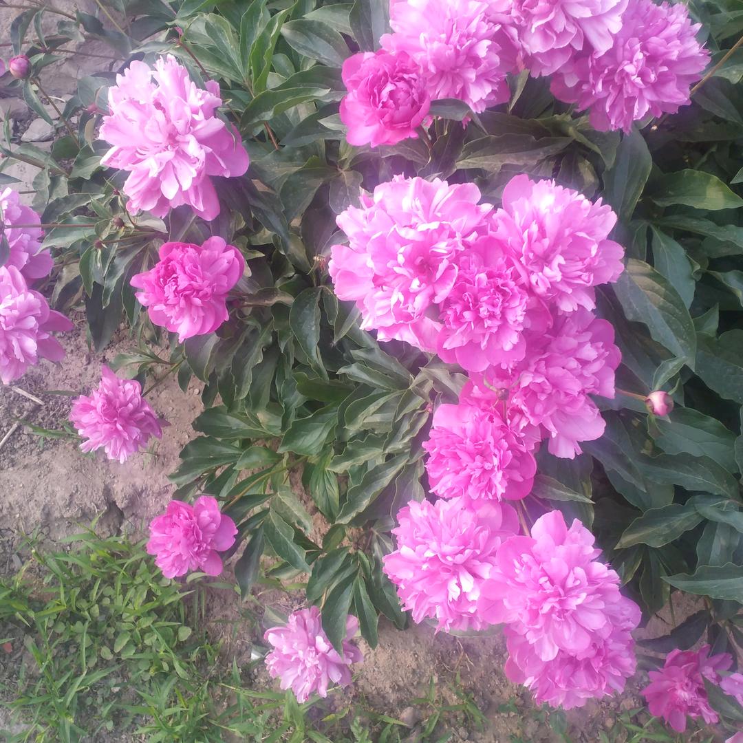 平安幸福