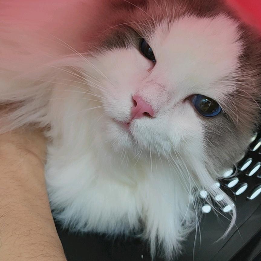 爆扣猪头(游戏版本)