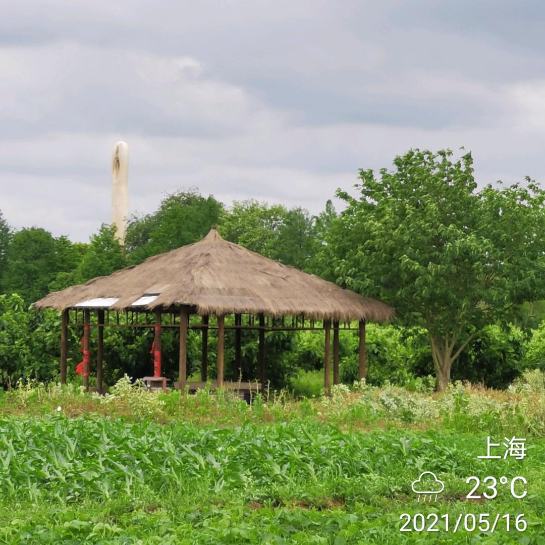 太阳花