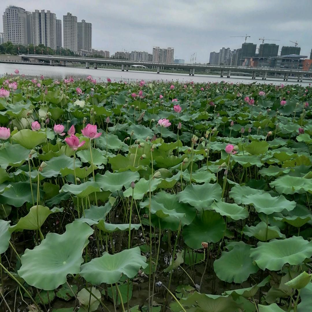 陶寿琴