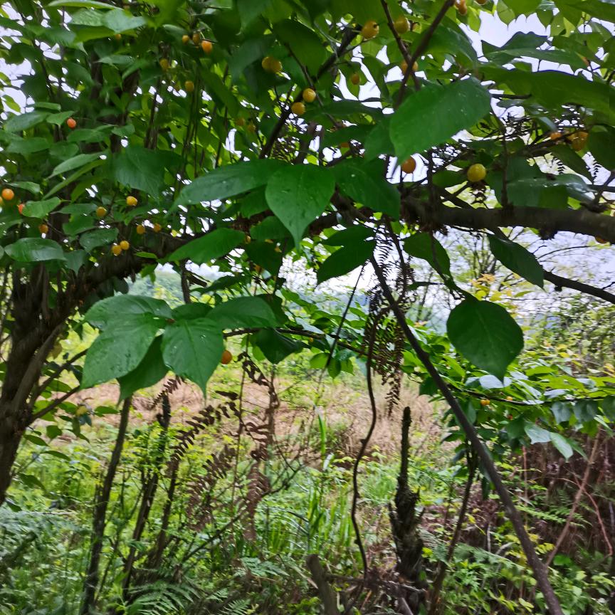 陈玉秀