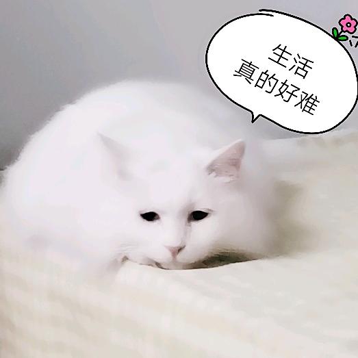 大大大大橙子