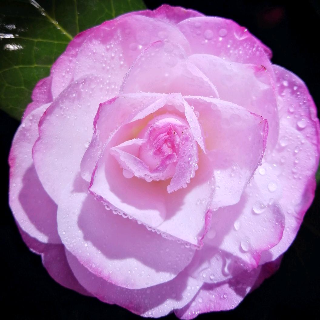 蜂花写悦