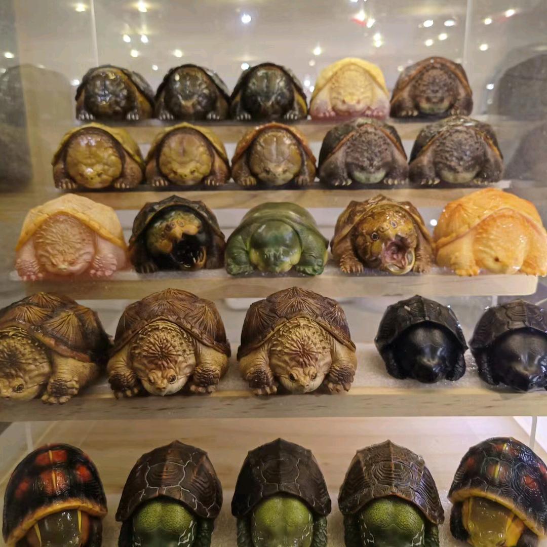 淼淼 鞍山养龟最帅的男人（全国收退坑龟）