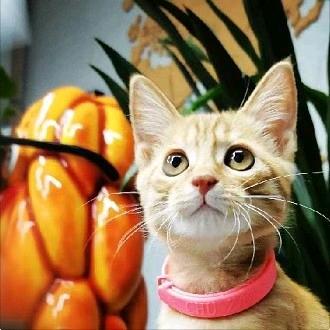 🌈本家-冷颜🌈