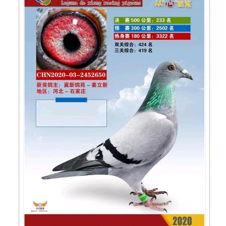 冀新鸽苑-小姜（严选种鸽）