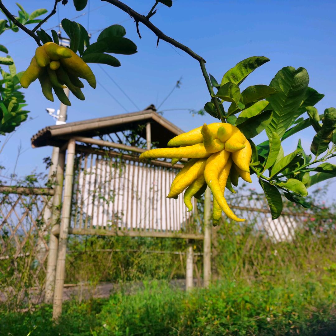 忠孝佛手~李艳梅