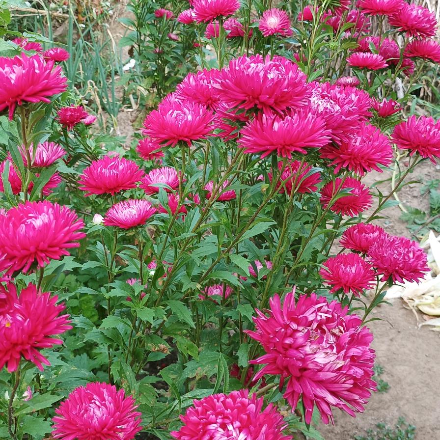 我的快乐就是想你