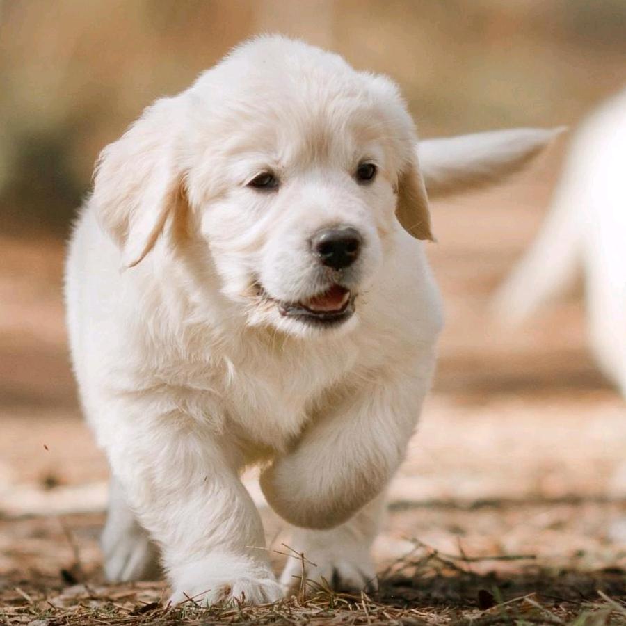 绿森摄影器材~~王仔