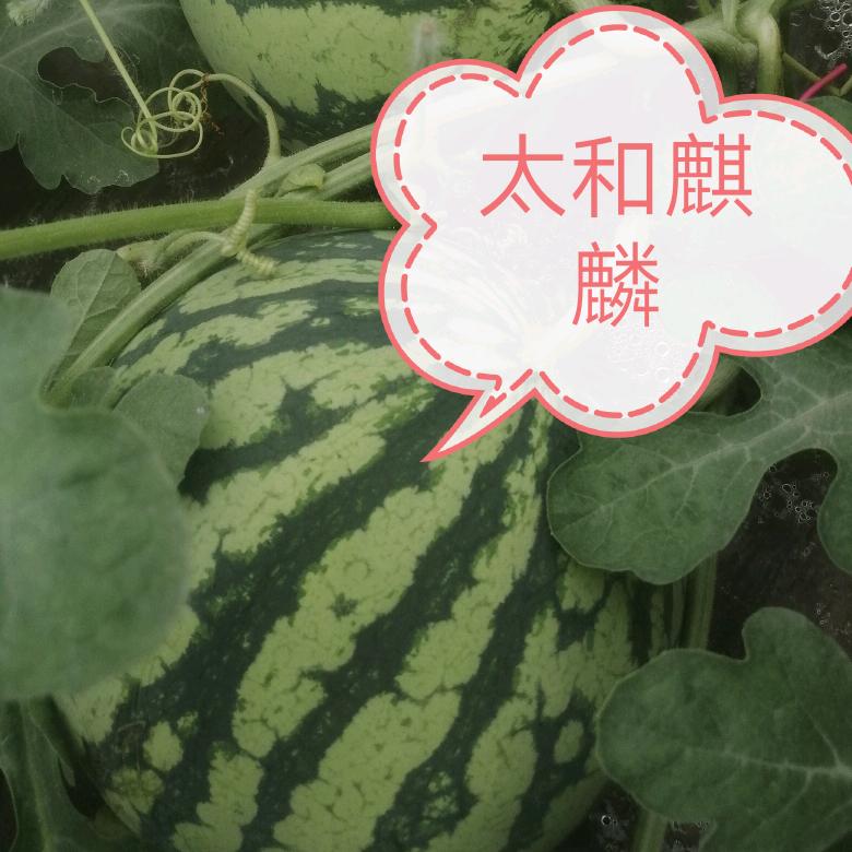 韩少