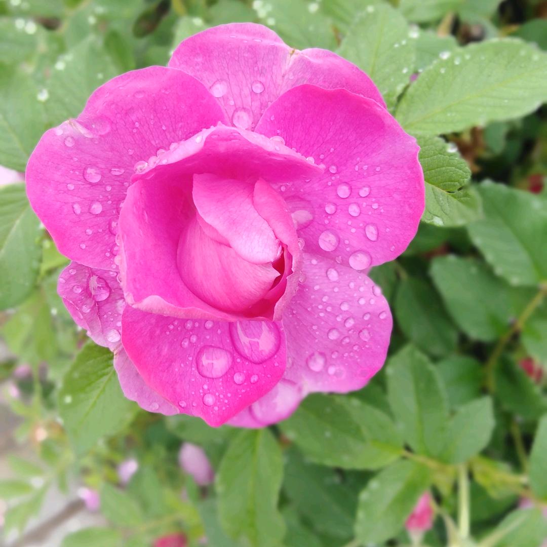 老杨树（手机摄影）