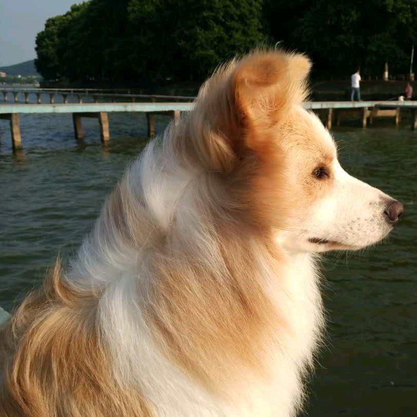 豆豆的世界如此美